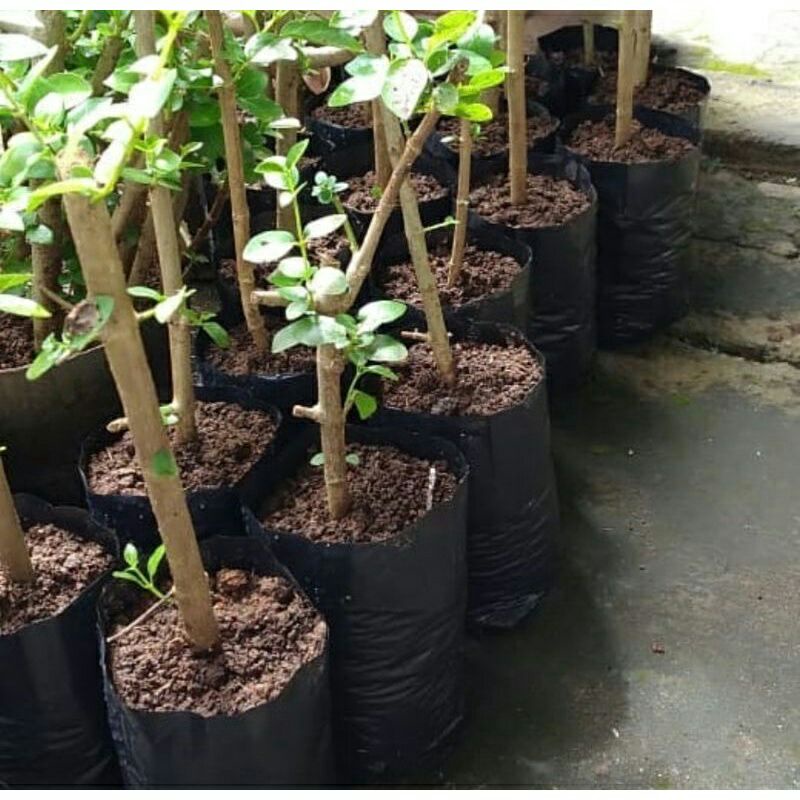 Bibit Sancang Varigata Bahan Bonsai