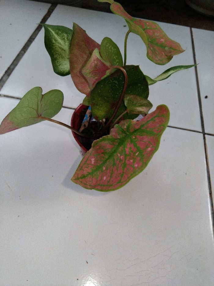 Keladi Green Spider Gratis Karantina