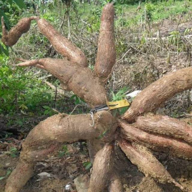 Bibit Tanaman Buah singkong kuning/ubi kuning