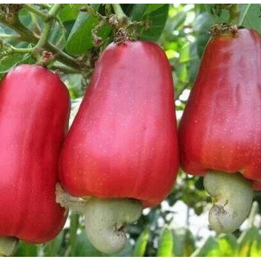 JAMBU MONYET