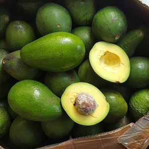 

Buah Alpukat mentega Segar