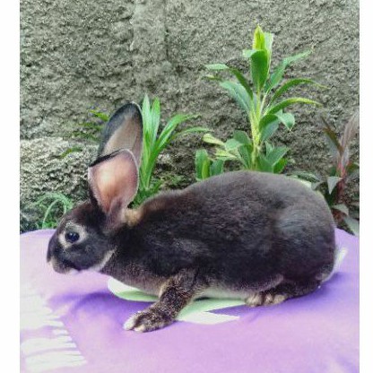 Kelinci Rex bulu karpet jantan (1).
