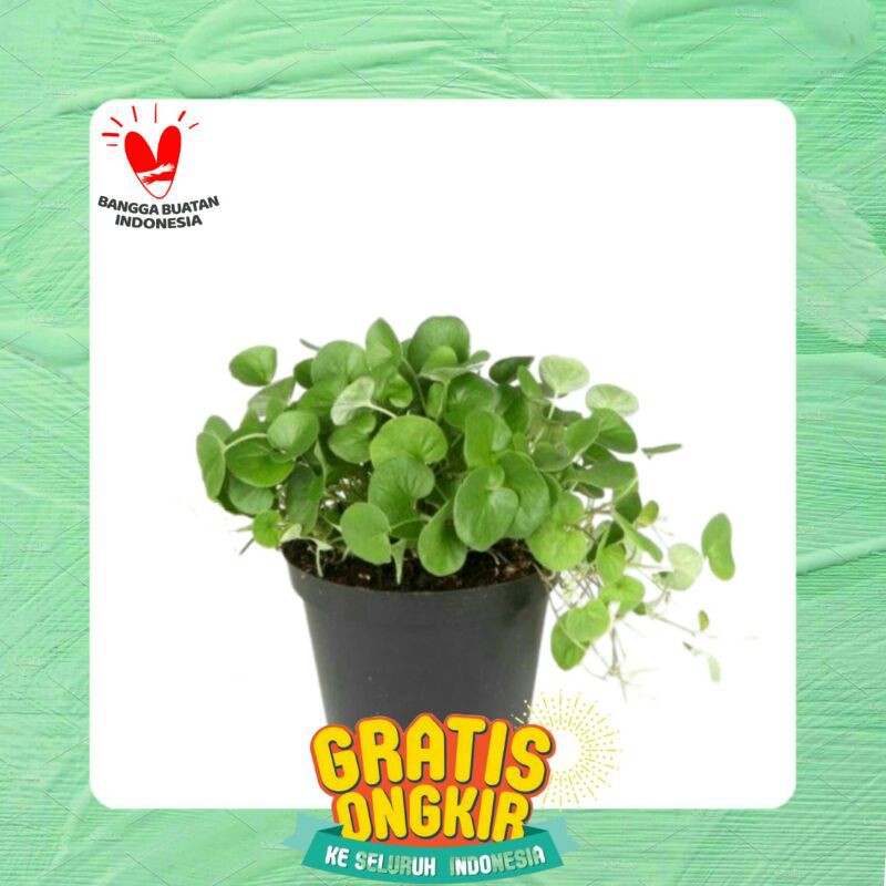 Tanaman Herbal Daun Pegagan