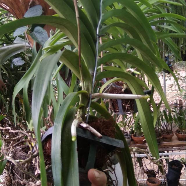 angrek vanda limbata
