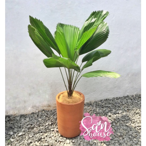 Dijual Licuala Grandis  Palem Kol  Palm Kipas Diskon