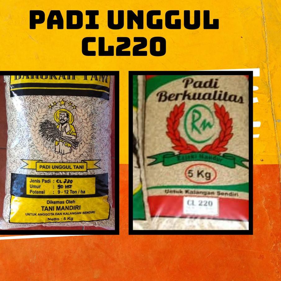 { PREMIUM } yr-6 >> Padi CL220 5 kg ,.,.,.,,