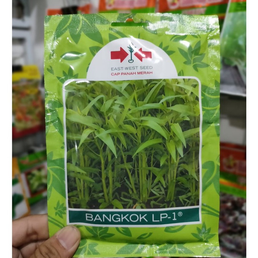 PM - benih KANGKUNG BANGKOK isi 1.500 bj - bibit kangkung bangkok - panah merah