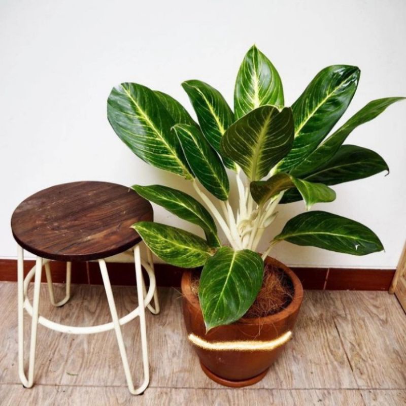 Aglonema Blanceng Golden / Tanaman hias aglonema blanceng golden cantik