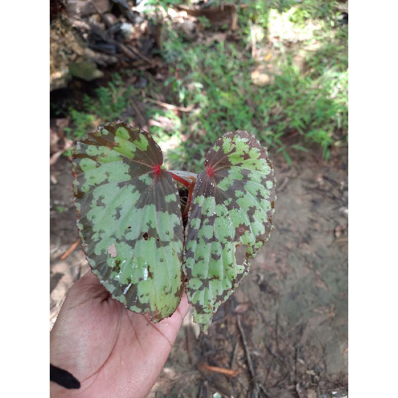 begonia sp rare