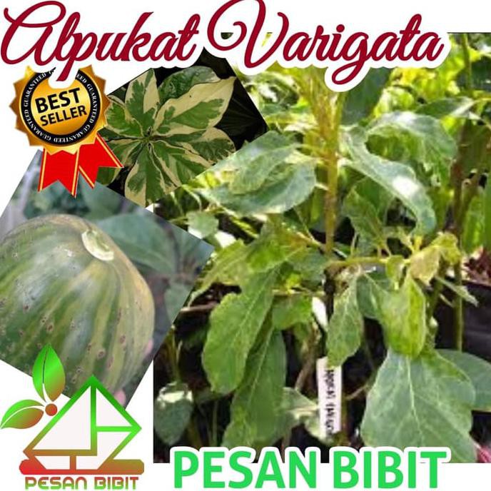 Juz Bibit Alpukat Varigata Terlaris"