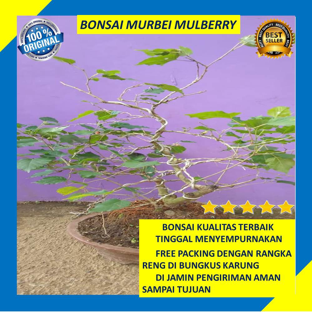 Bonsai Pohon Murbei