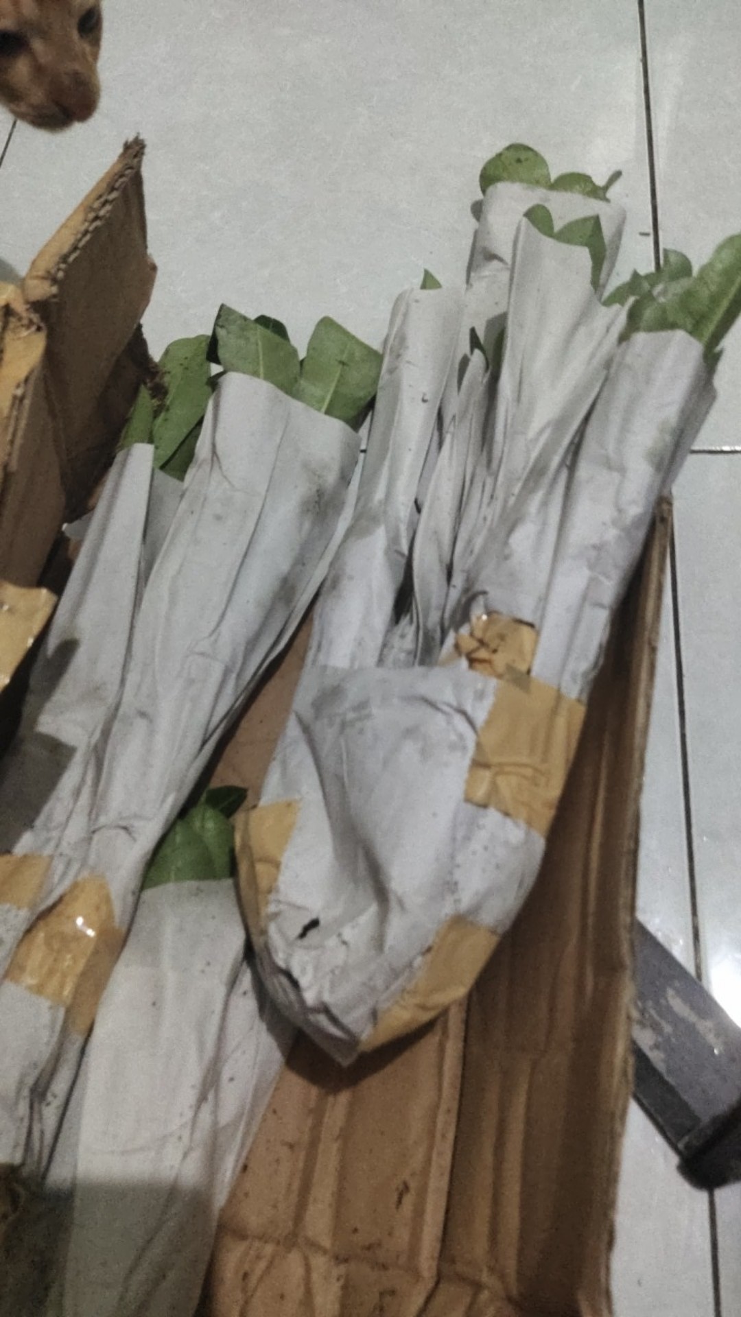 ((newww!!)) Paket 7 Bibit Bunga Tumpuk Adenium - Bibit Kamboja Jepang