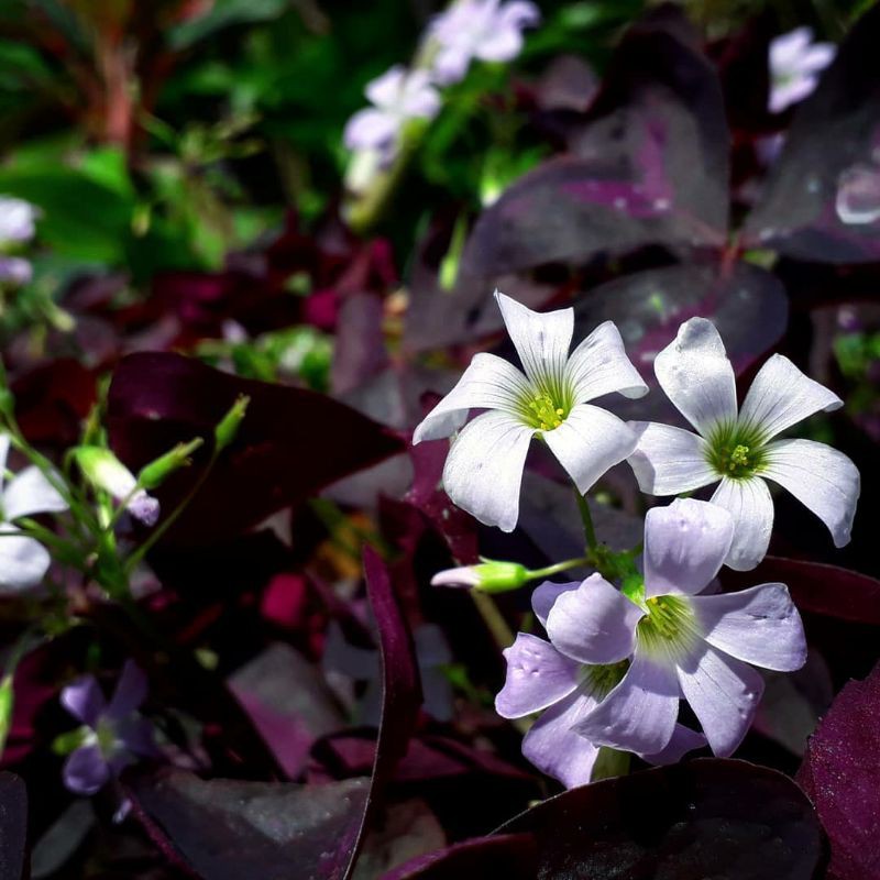 calincing ungu atau bunga kupu-kupu malam batik (Oxalis triangularis)