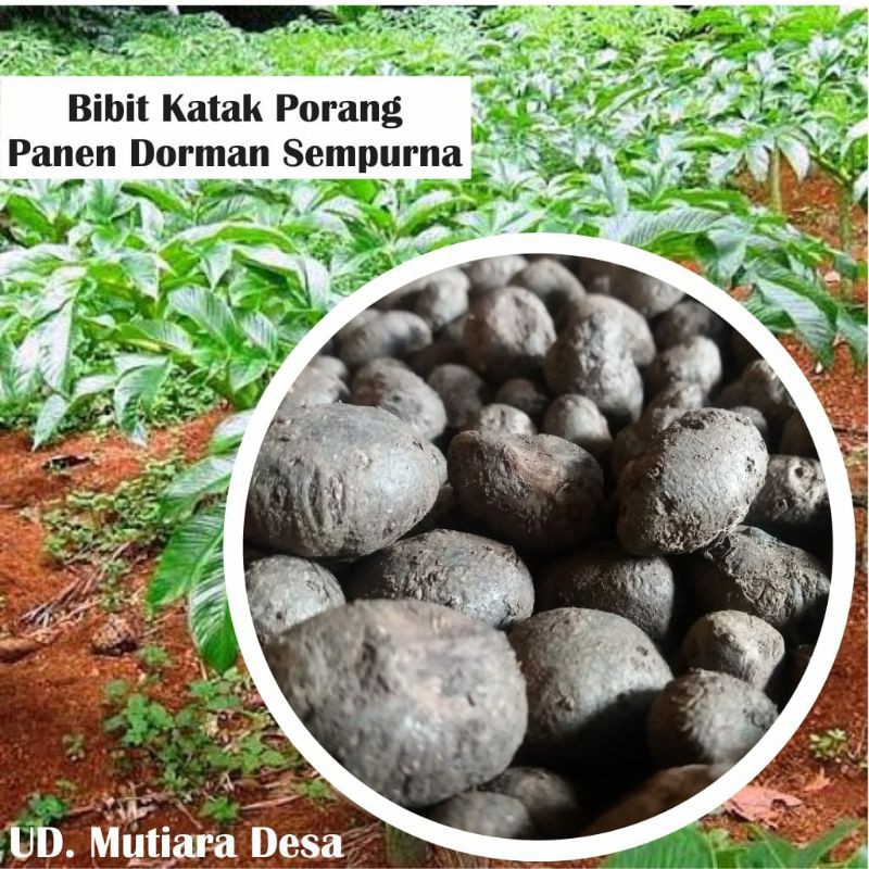 Katak porang mini super