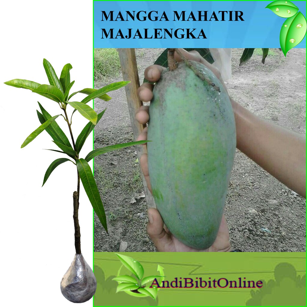 Tanaman Mangga Mahatir - Bibit Mangga Mahatir (Tinggi 40-60 cm)