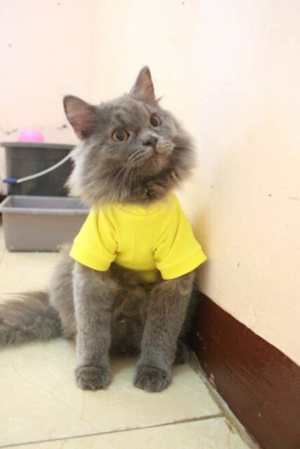 Kaos kuning strip merah untuk kucing &amp; anjing /Jual Baju Kucing Terlengkap &amp; Berkualitas size S-XL