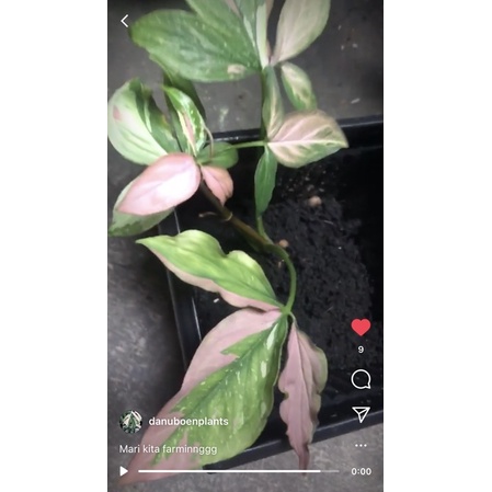 syngonium redspot tricolor europe mature form