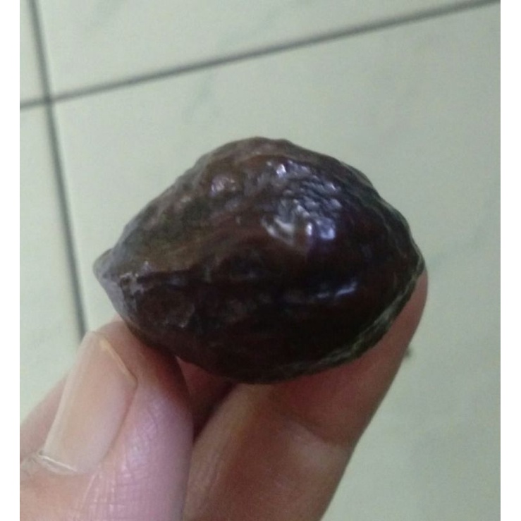 Muncang Adu Yanti Manohara JR Matang