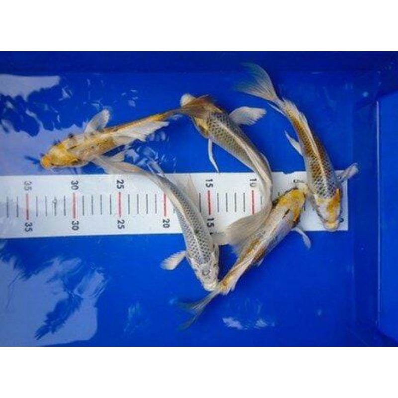 

ikan koi slayer metalik ukuran 10-13cm paket 5 ekor