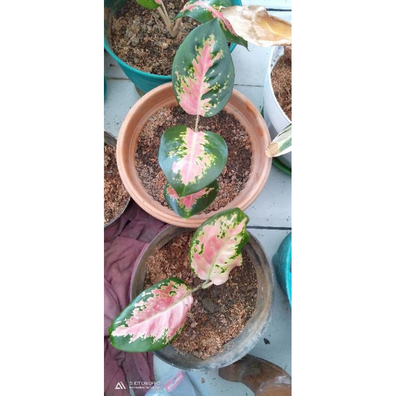 Aglonema Kochin Paramruay