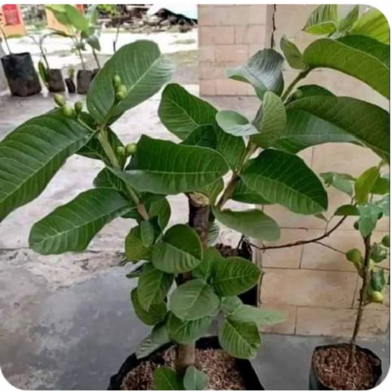 jambu kristal taiwan cangkok