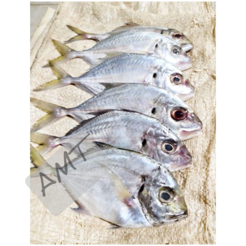 

Ikan Kuwe TERMURAH !!! LANGSUNG DARI KAWASAN PERIKANAN!!!