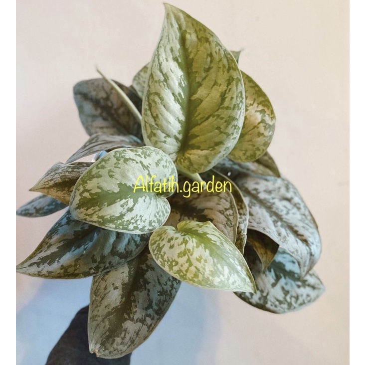 Tanaman Hias Scindapsus Silver Splash / Silver Lady / Silver anne / Argyraeus / Exotica