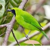 burung cucak ijo mini/jomin jantan