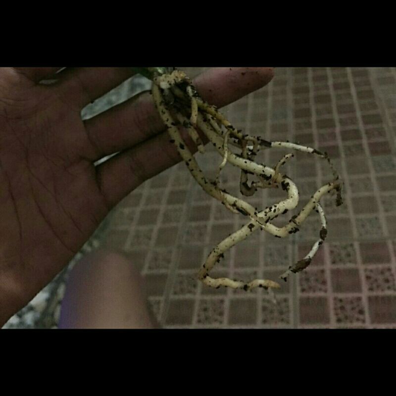 

Bonggol/bibit Aglonema Red Sumatera sudah be'pucuk