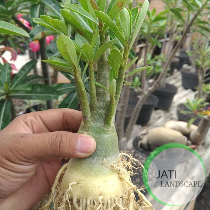 bibit bahan bonsai adenium bonggol besar kamboja jepang