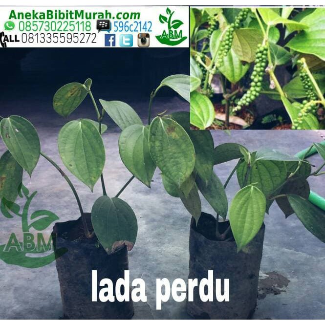Best  Bibit Lada Perdu Unggulan Termurah