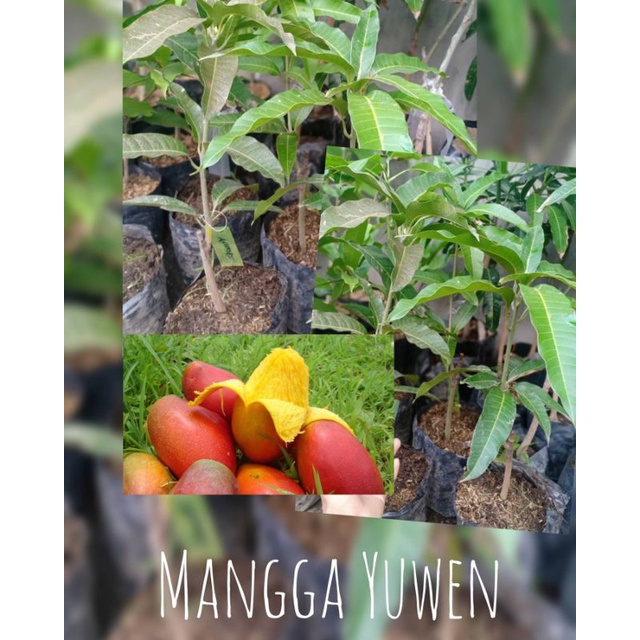 Bibit Tanaman Mangga Yuwen