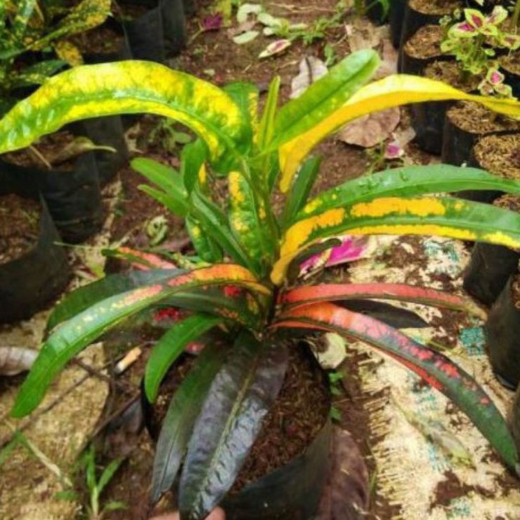 Tanaman hias puring buntut jago-Benih tanaman hias