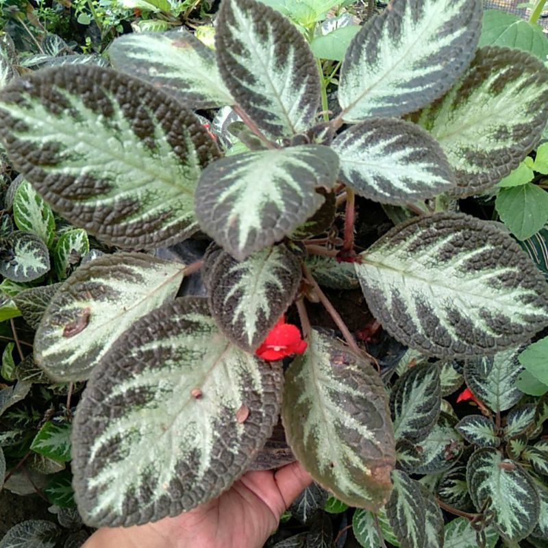 Tanaman hias episcia cupreata | tanaman hias epicia | pot gantung