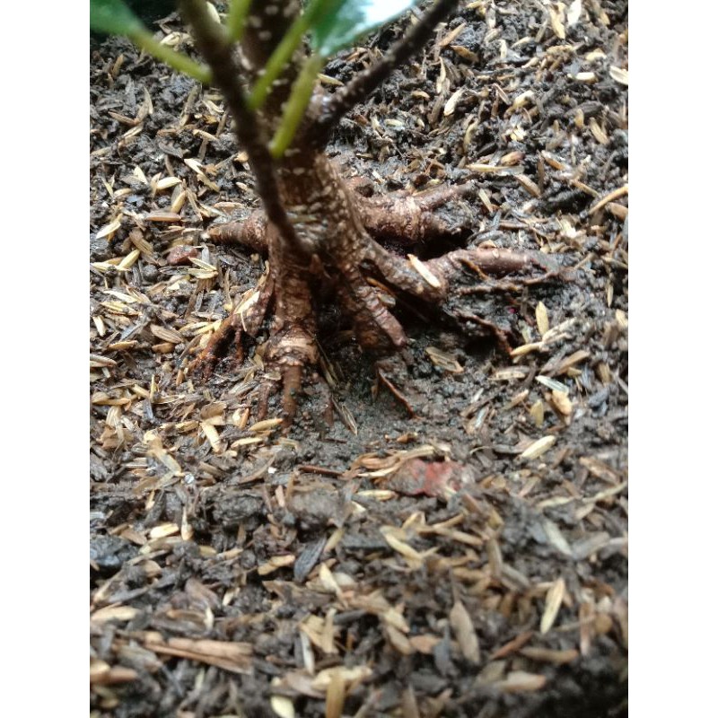 bahan bonsai kimeng program akar