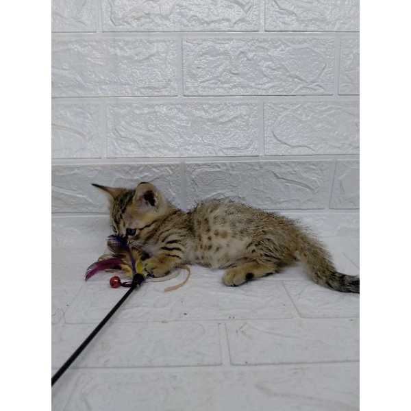 kucing munchkin genetta jantan