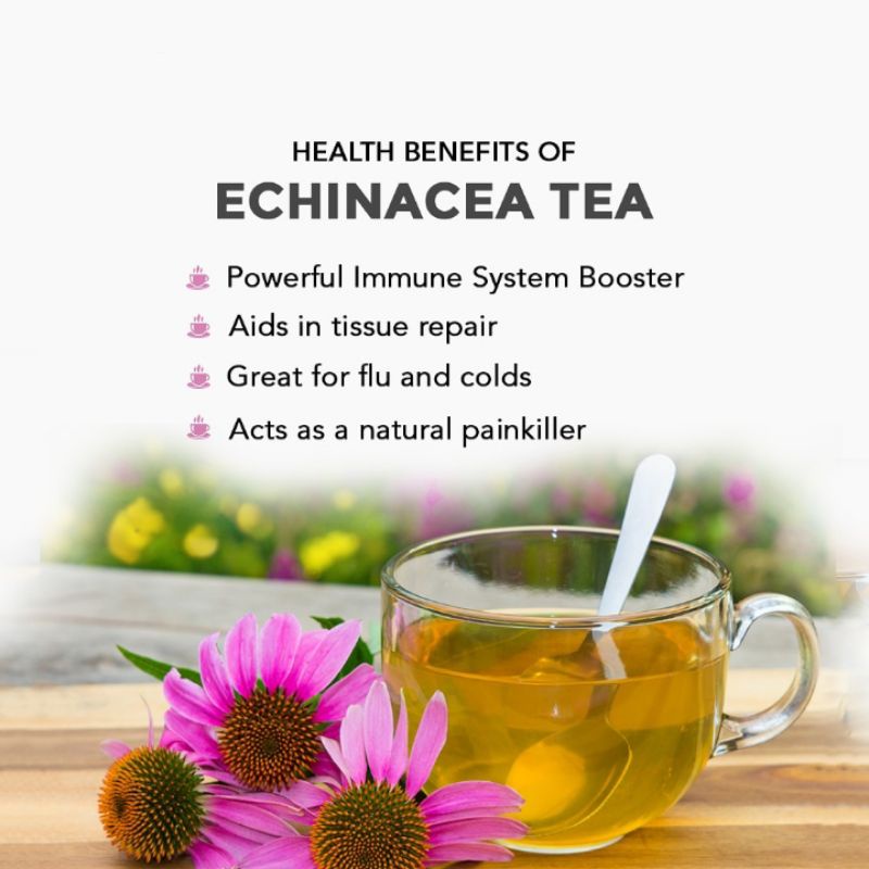 Echinacea Tea : Echinacea Purpurea / Purple Coneflower (30 Tea Bag)