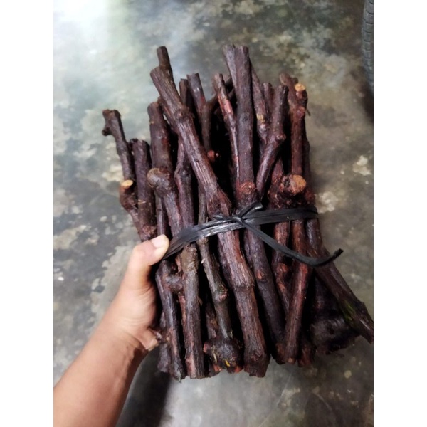 cutting anggur jenis Alfonso