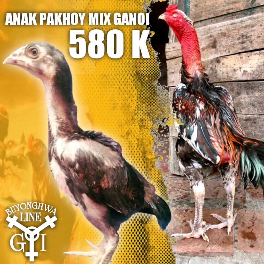 ayam aduan pakhoy asli mix ganoi line anakan usia 1 ekor usia 2 bulan