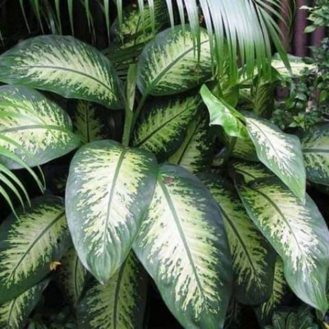 Tanaman hias blanceng zebra -aglonema blanceng zebra