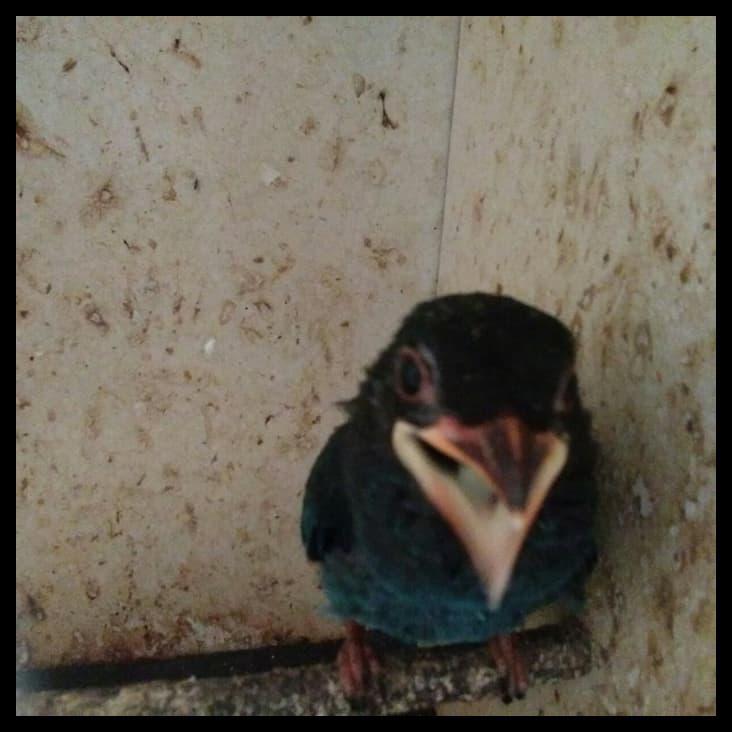 Tengkek Buto Shopee Indonesia