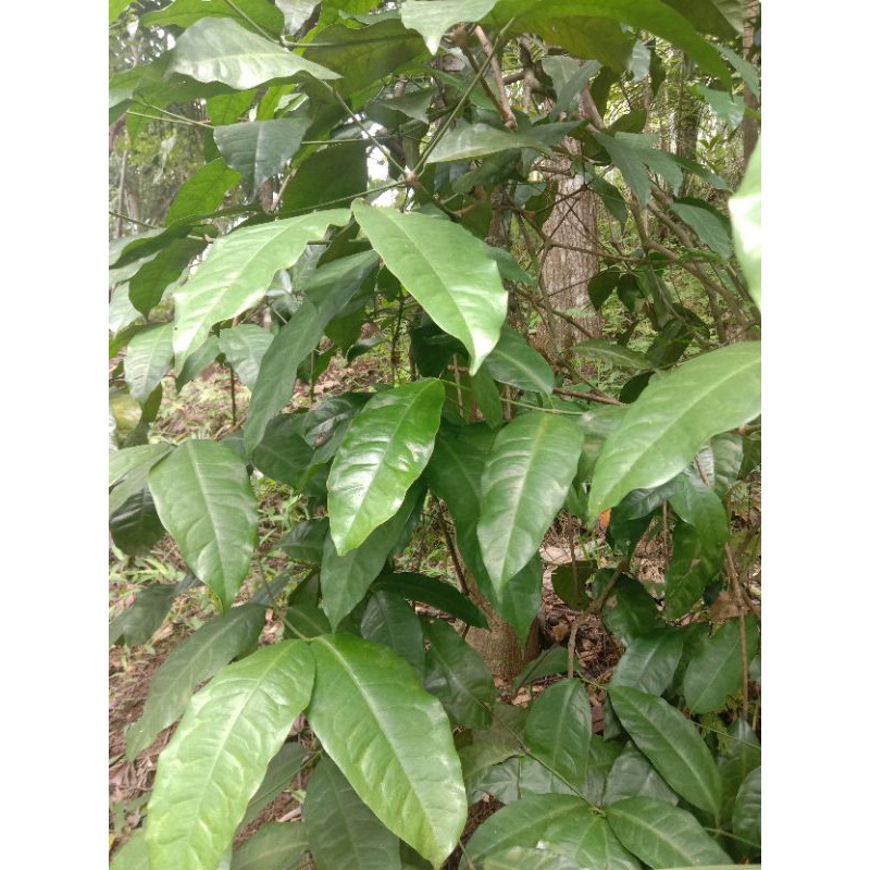 

daun melinjo atou tangkil.500grm