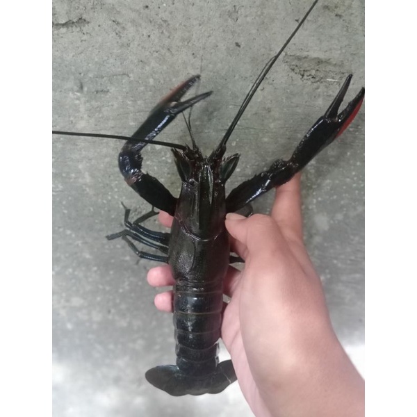 paket hemat indukan lobster air tawar size 7 inc