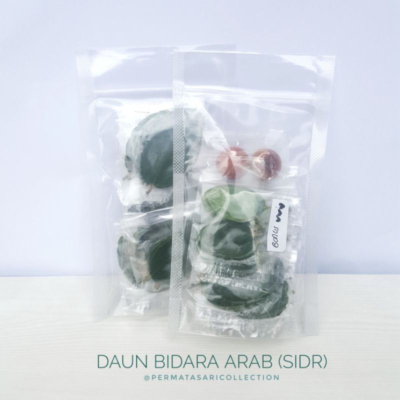 Daun Bidara Arab Sidr Asli Original Segar Fresh Tanaman Obat Herbal Ruqyah Lembar Lembaran Satuan