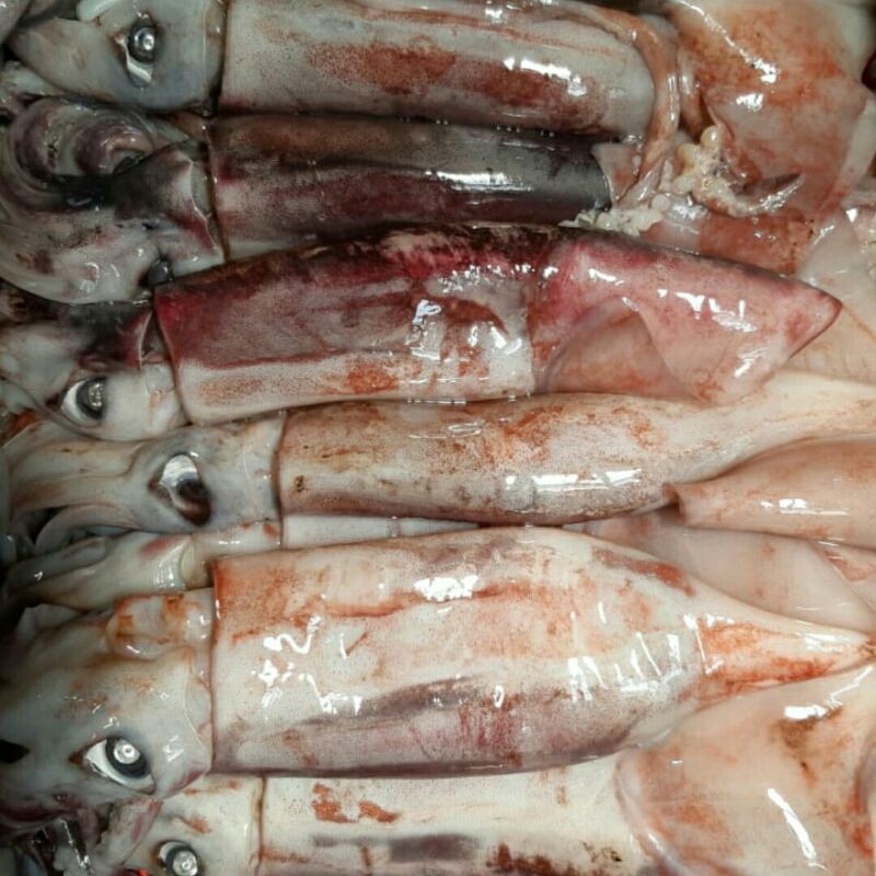 

cumi jumbo segar 1kg