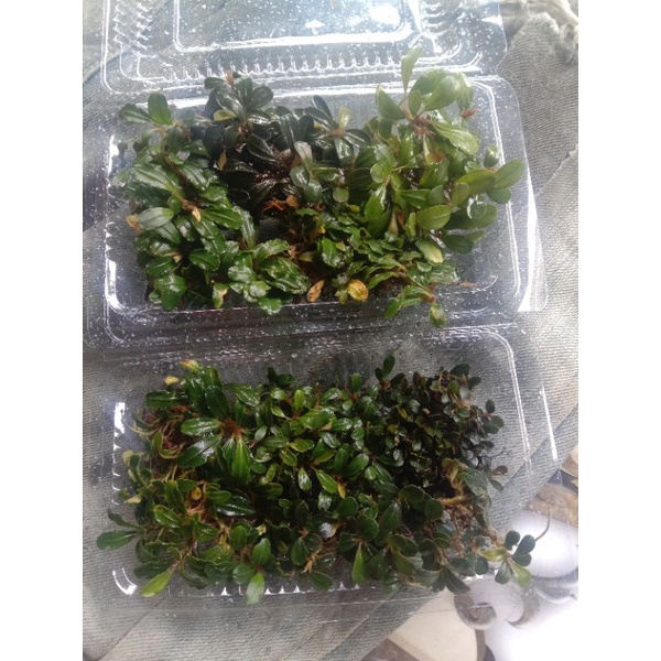 Buce,mini,koin tanaman aquascape