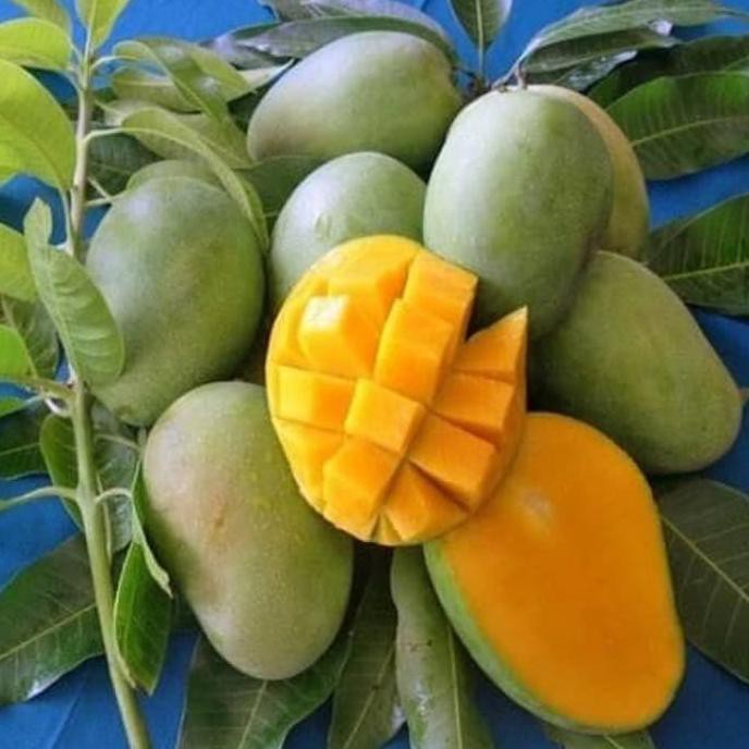 Jual Bibit Pohon Mangga Arum Manis Tanaman Buah Mangga Harum Manis Kw A Indonesiashopee Indonesia 