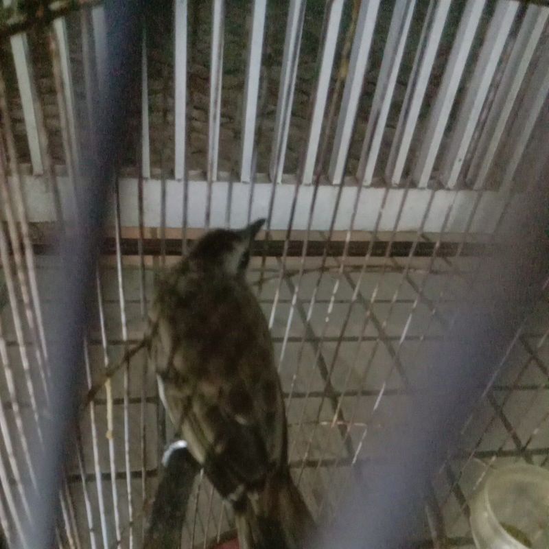 burung trucuk kebo
