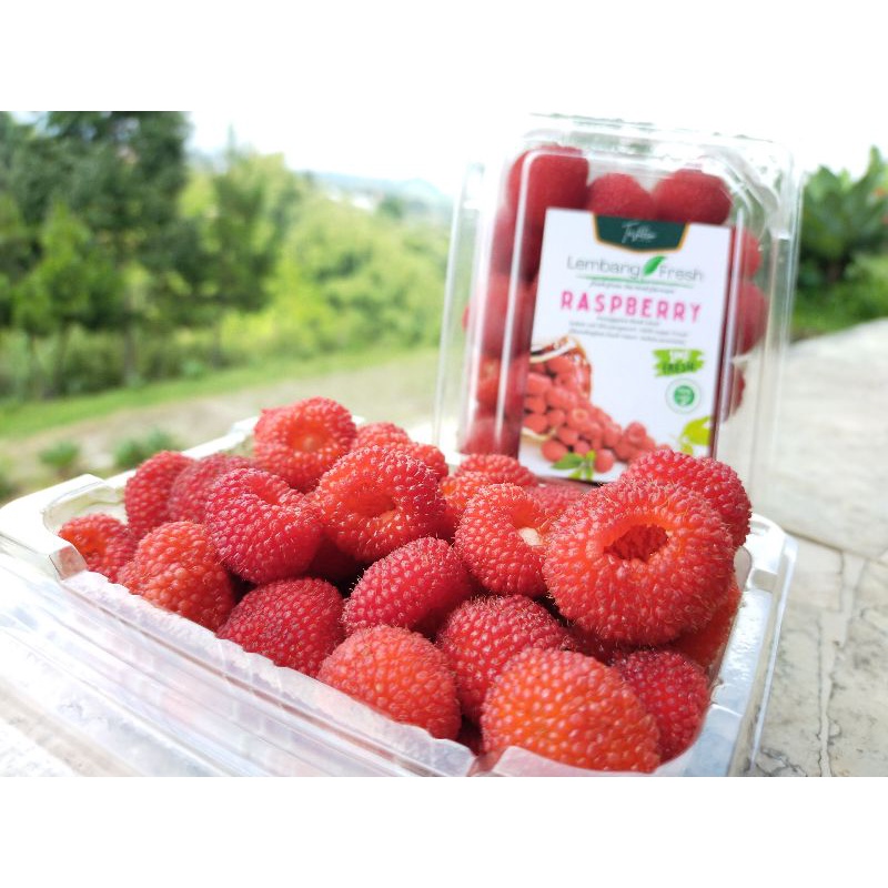 

Buah Segar Raspberry | Rasberi | Red Berries Fresh langsung petik