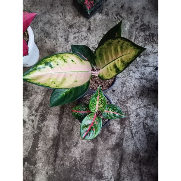 aglonema hot lady dan kocin kuning